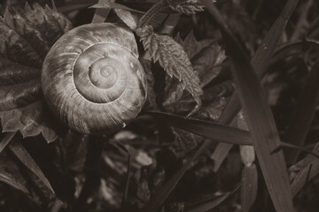 old snail shell on a plant, abandoned snail shell, dark photo, abstract, black and white, silky contrast