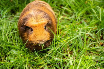 guinea pig on natural background