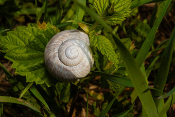 old snail shell on a plant, abandoned snail shell