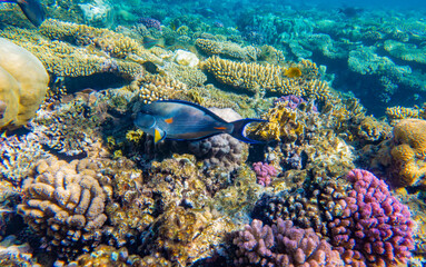 Fototapeta na wymiar Tropical Fish on coral reef in Ras Mohammed national park, Egypt