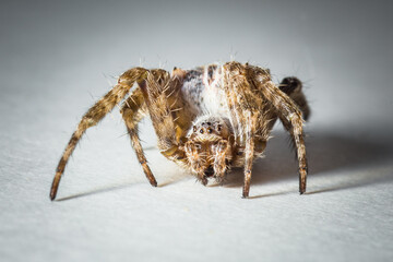 ladybug, insect, fly, wildlife, animals, butterfly, wing, bug, spider, wild, beetle, nature, macro, wasp, picture of insects, ecology, worm, fauna, small, invertebrate, closeup, animal, fly - insect