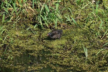 Eurasian Moorhen (Gallinula chloropus), Lagar River, Belfast, Northern Ireland, UK
