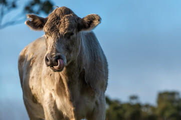 Beef cows and calves grazing on grass
