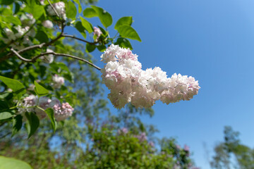 札幌市　百合が原公園に咲く春の花