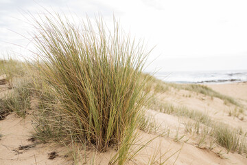 landscape of a beach with ammophila beach grass as the main subject