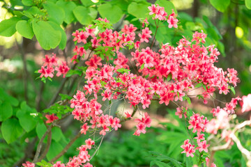 札幌市　百合が原公園に咲く春の花