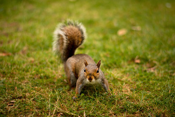 Naklejka na ściany i meble Cute curious squirrel posing on the grass in the park on the mown grass. Little wild animal. London nature relax
