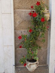 Dekoracja z kwiatów , Italia.