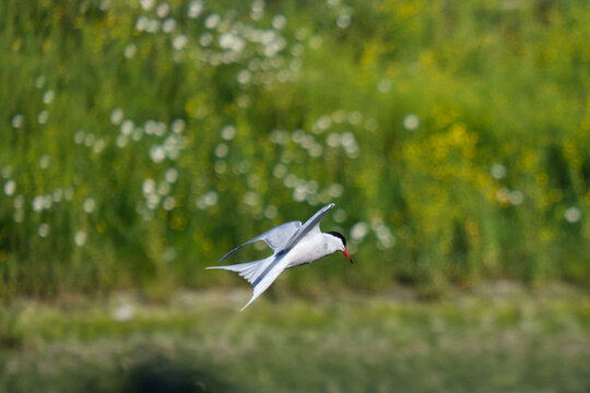 Common Tern.(Sterna hirundo), Lagan River, Belfast, Northern Ireland, UK