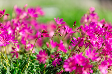 Obraz premium 札幌市 百合が原公園に咲く春の花