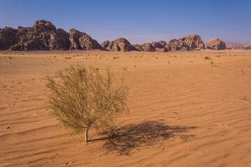 Fototapeta na wymiar Tree in the desert and arid mountains in the background