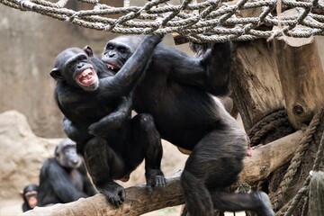 Lautstarke Rangelei -Kämpfende Schimpansen - Leipziger Zoo