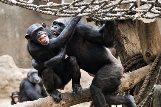 Lautstarke Rangelei  -K&auml;mpfende Schimpansen - Leipziger Zoo