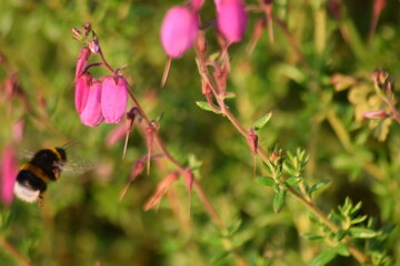 abejorro volando cerca de una flor salvaje