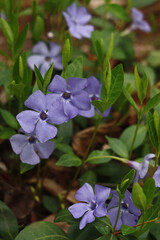 Blue periwinkle (Vinca) flowers in the garden.