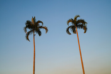Two palm trees against a hazy blue sky