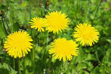 Beautiful yellow dandelions flowers. Top view. Close-up. Background. Landscape.
