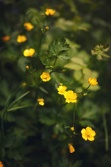 yellow flowers in the field