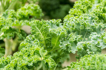 Organic kale ready for frsh salad
