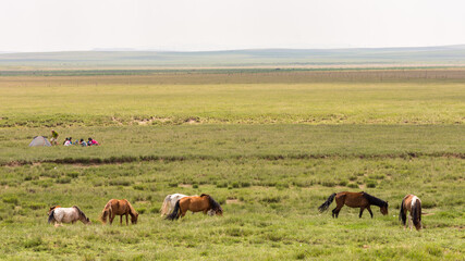 Fototapeta na wymiar Horses in the grassland of Inner Mongolia, China