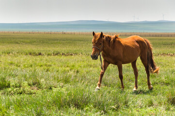 Horse in the grassland of Inner Mongolia, China