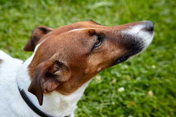 Smooth Fox Terrier dog looking up. Head close-up with ears pressed, over the green grass background...