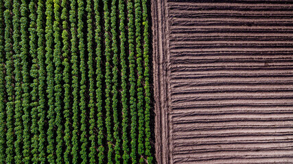 Aerial view rows of soil before planting. Baby cassava or manioc plant farm pattern in a plowed field prepared. agriculture field,bio fuels refinery plant bio ethanol by Cassava