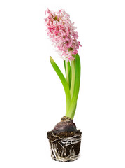 Przekwitnięty hiacynt overblown hyacinth