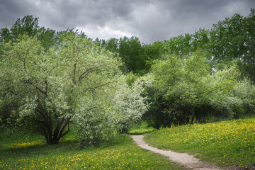 Footpath in a blossoming spring park on a cloudy day