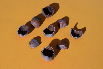 fragments of hazelnut shells on a colored background in the style of minimalism