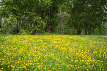 Lawn with blooming dandelions in a park