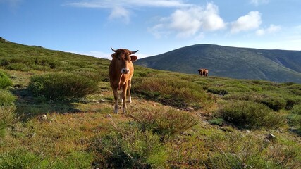 Vaca en la montaña