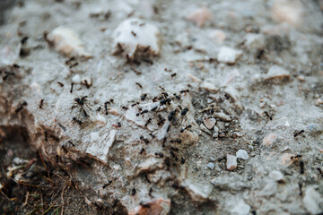 Black ants crawl over the stone. Teamwork.