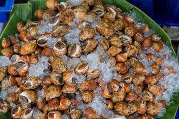 Areola babylon or spotted babylon in the seafood market. Fresh Spotted Babylon on a tray and container with ice on shell in market and is popular of tourist for select buy seafood.