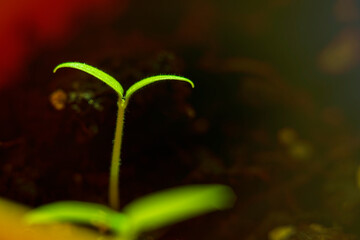 Blurred with soft focus background with a small sprout of carrots sprouted from the ground.