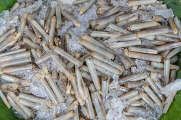 Fresh razor shell on ice at the seafood booth. razor clams for sale on food market. 