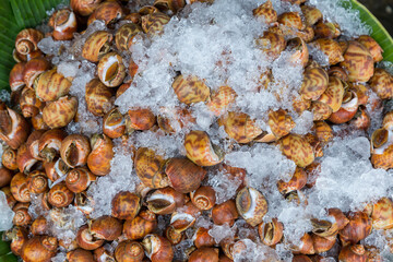 Areola babylon or spotted babylon in the seafood market. Fresh Spotted Babylon on a tray and...