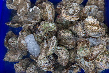 A pile of raw oyster and an oyster in a blue color bucket in a wet market. Raw oysters in the shell Close up of a pile of freshly cultivated oysters.