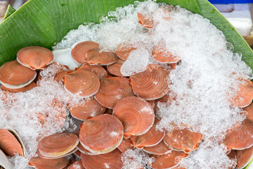 a lot of Fresh scallops on a market. Fresh Scallops on a seafood market. 