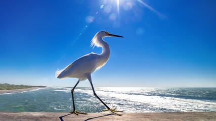 snow egret against a sunny blue sky, florida