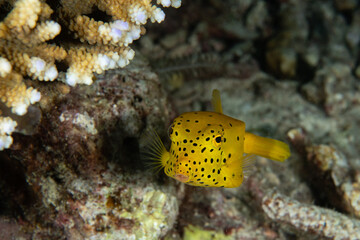 Yellow Boxfish, Ostracion cubicus closeup in tropical Andaman sea