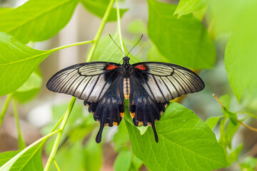 Beautiful Butterfly in nature with leaves.