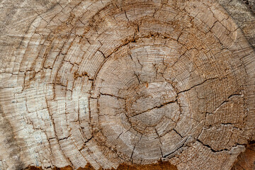 Wood texture with radial circles