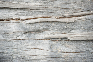 Tree trunk with straight lines © Vitaliy