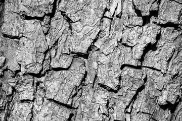 pear bark with visible texture. black and white photo