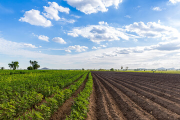 Fototapeta na wymiar Rows of soil before planting and Rows of young cassava plant in countryside farmland . Baby cassava or manioc plant farm pattern in a plowed field prepared. 