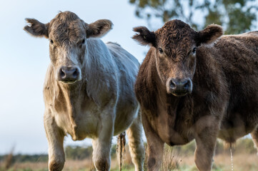 cattle grazing on grass