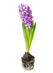 Hiacynt kwitnący Flowering hyacinth