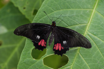 Beautiful Butterfly in nature with leaves.