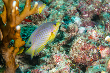 Naklejka na ściany i meble Ocellate damselfish, Pomacentrus vaiuli in a tropical coral reef of Andaman sea